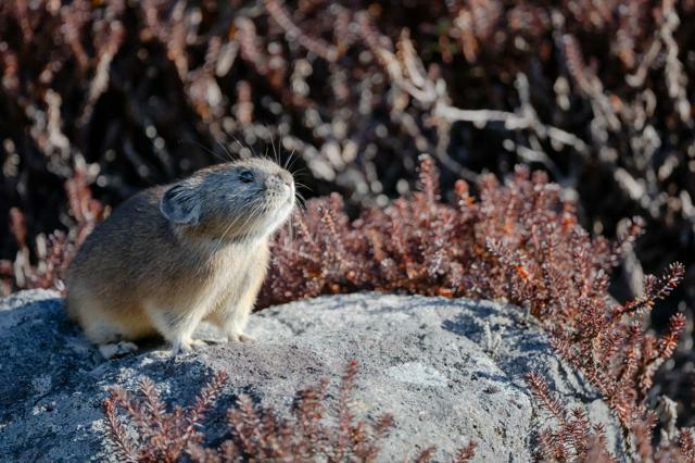 岩場を行き来するエゾナキウサギ=2024年11月10日午前10時27分、北海道鹿追町、角野貴之撮影