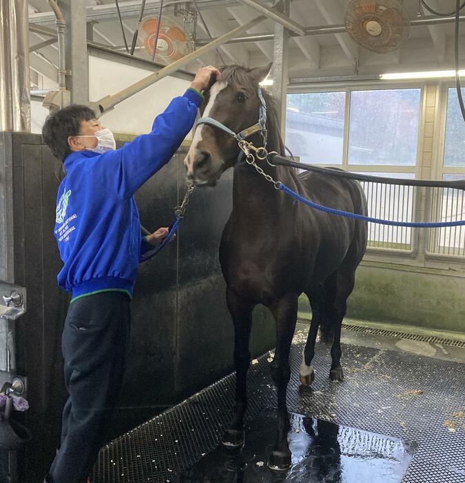 マイルCS制覇から一夜明けたソウルラッシュ（撮影・太田尚樹）