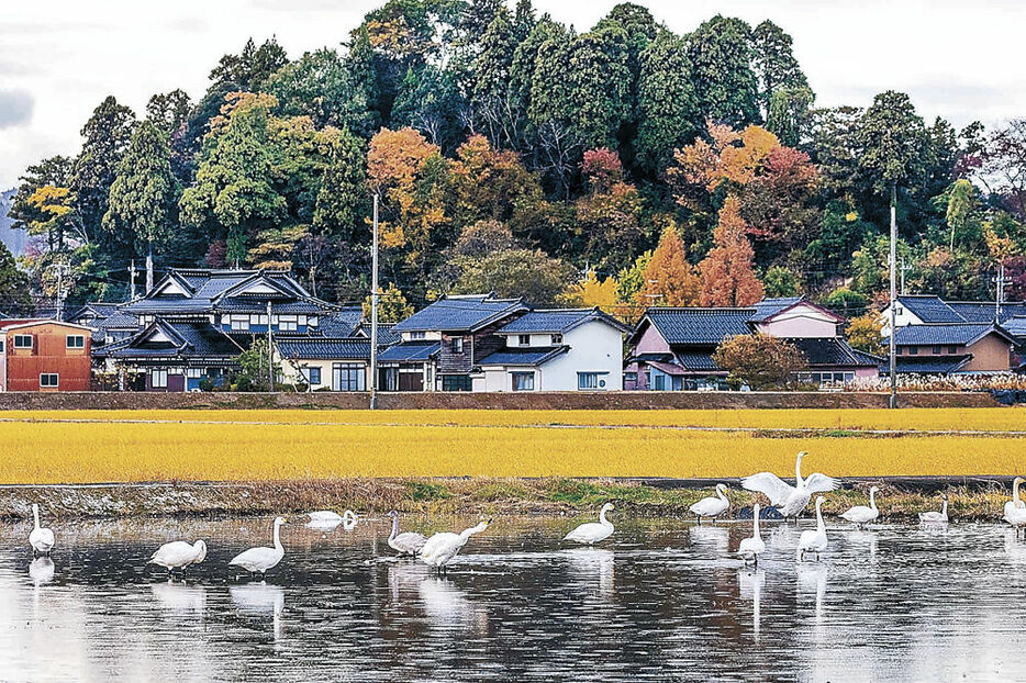 紅葉が進む「布勢の円山」付近で羽を休めるハクチョウ＝１９日、氷見市布施（上野さん撮影）