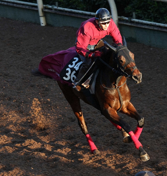 ＜東スポ杯2歳S＞坂路で追い切るデルアヴァー（撮影・亀井　直樹）