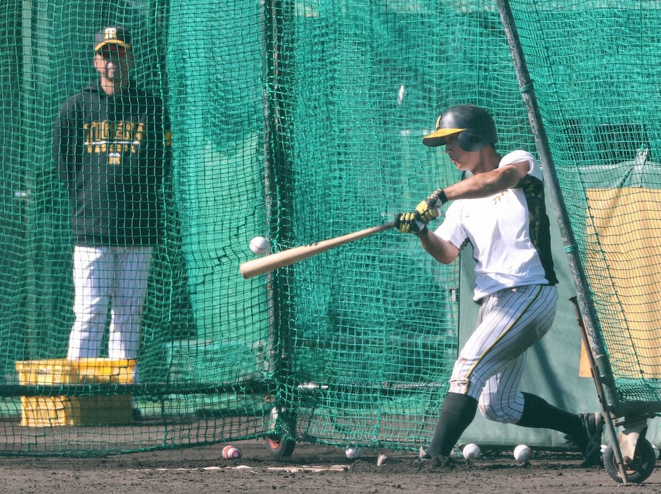 藤川監督（左）が見つめる中、ランチ特打で快音を響かせた阪神・井坪　