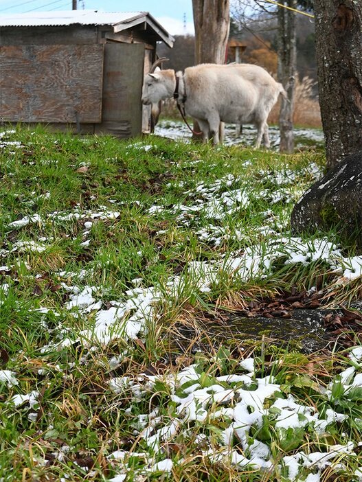 草にうっすらと降り積もった雪＝高山市荘川町六厩