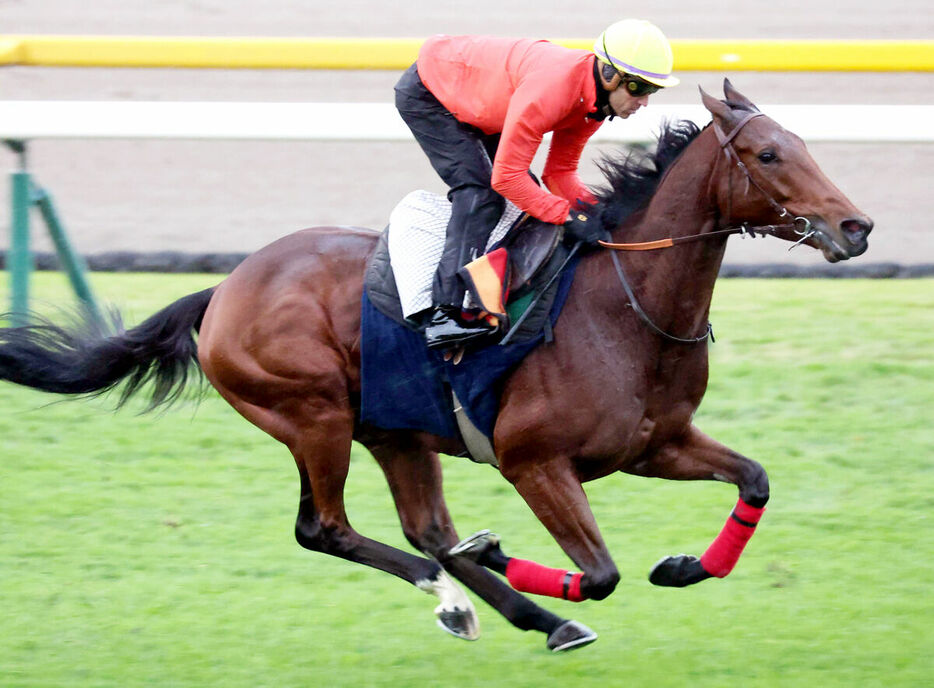 東京競馬場の芝コースで追い切ったゴリアット（カメラ・池内　雅彦）