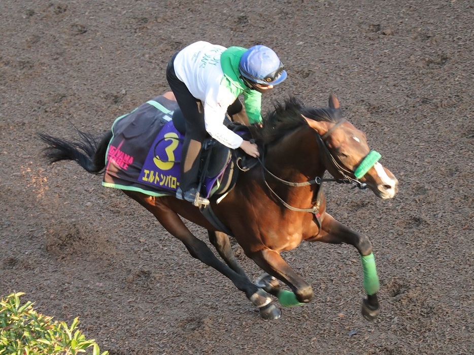 昨年の4着馬エルトンバローズは今年も毎日王冠からのローテで臨戦