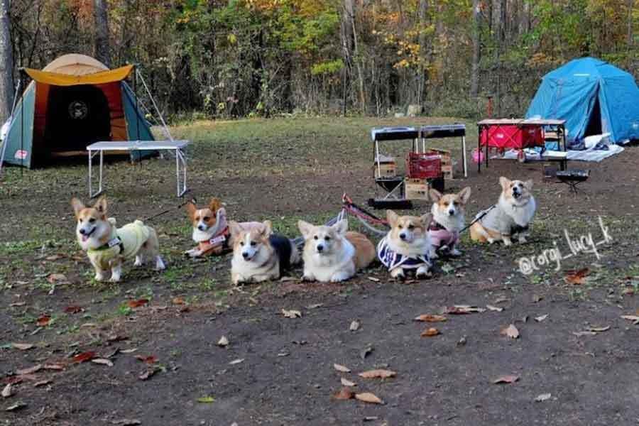 キャンプに参加したコーギーたちの記念写真【写真提供：コーギーるーしーK（@corgi_lucy_k）さん】