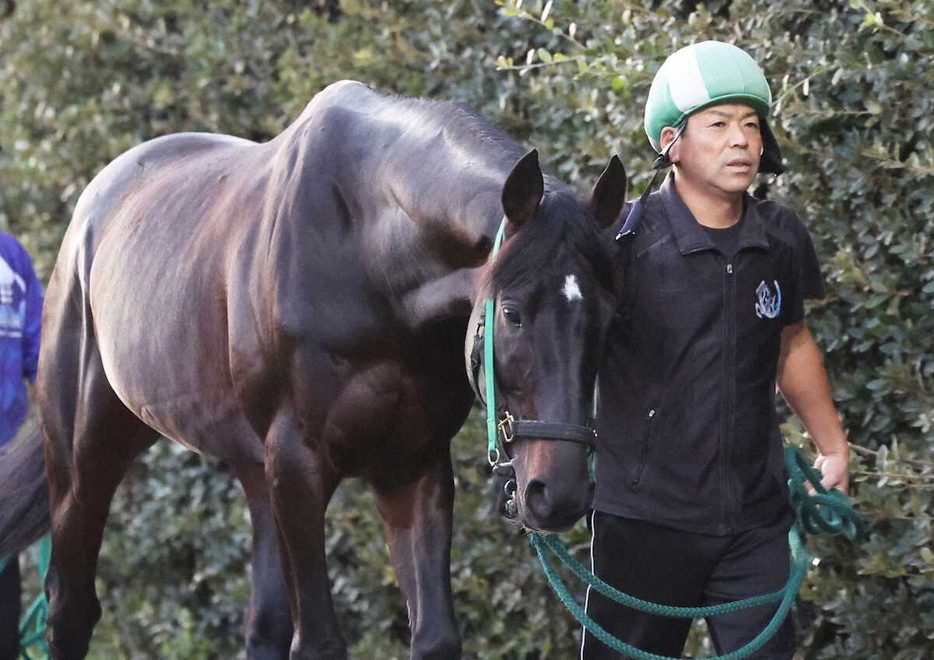 厩舎周りで運動するマイネルウィルトスと渡井厩務員（撮影・亀井直樹）