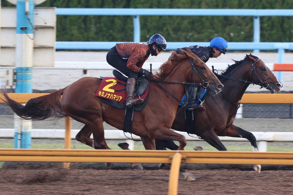 　鮫島克駿が騎乗し、CWコースで併せ馬で追い切られたキミノナハマリア（左）