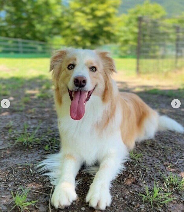 チャロくんはドッグランデビュー時の生後4カ月ごろから、相手の犬を見ながら上手に遊べていたそう。「散歩中やランでの犬との関わり方が上手なのは、チャロがもともと持っていた素質だと思っています」と、飼い主さん。