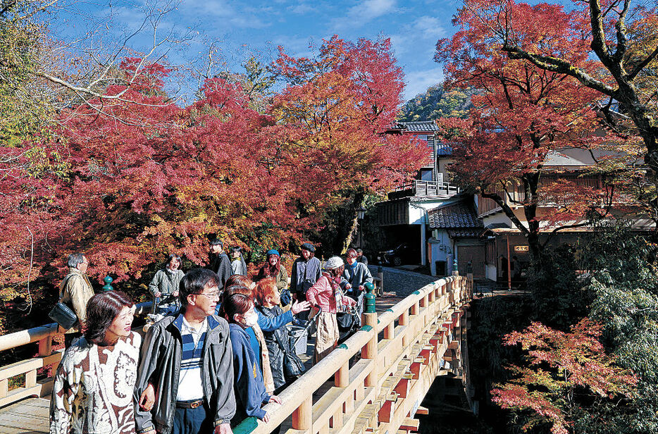 紅葉が見頃となったこおろぎ橋周辺を散策する観光客＝加賀市山中温泉