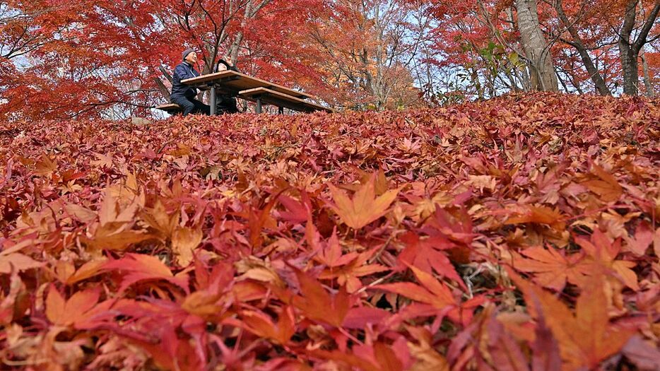 落ち葉で埋まる「もみじ園」＝15日午前、八戸市南郷の「市民の森不習岳」