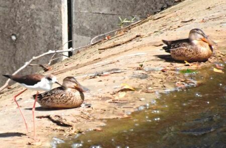 ２羽のカルガモに近づき、一緒に日光を浴びるセイタカシギ（左）＝１０月２１日、読谷村の長浜ダム