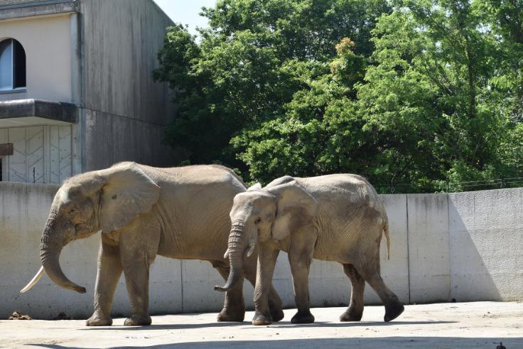 写真右から、メスのゾウ「メイ」、オスのゾウ「ダイ」（写真提供＝広島市安佐動物公園）