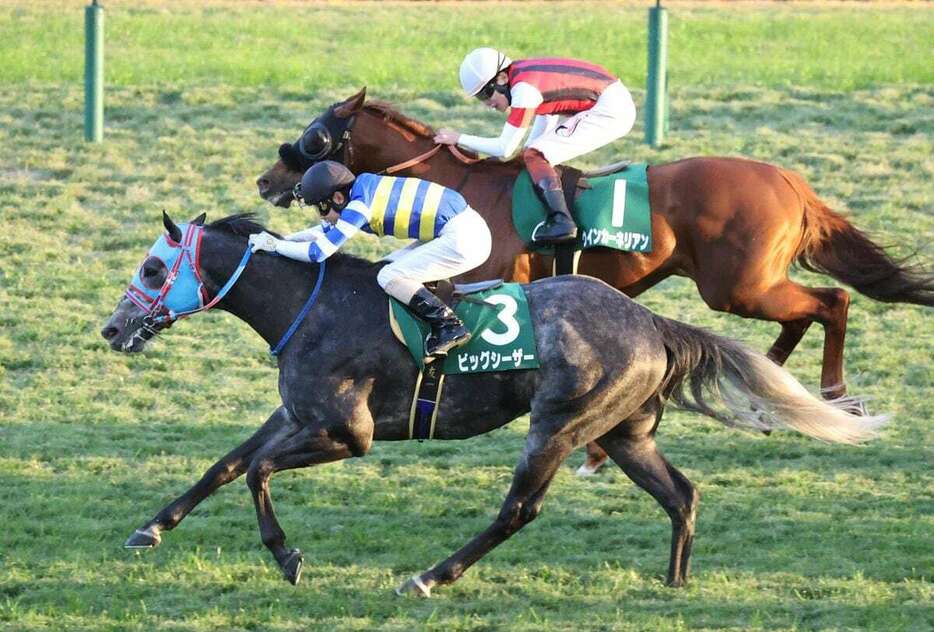 京阪杯を制したビッグシーザー＝京都競馬場（撮影・安部光翁）