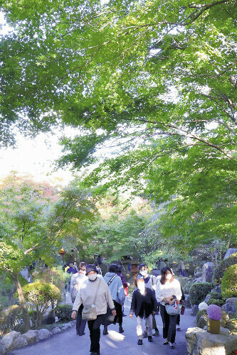 １１月中旬でも青々としている宝徳寺のモミジ（１３日、群馬県桐生市川内町の宝徳寺で）＝金城英大撮影