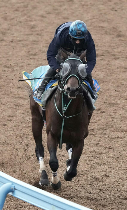 美浦ウッドで追い切るペリエール（撮影・柴田隆二）