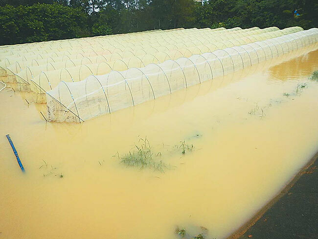 冠水したインゲンマメ畑（鹿児島県与論町で＝同町提供）