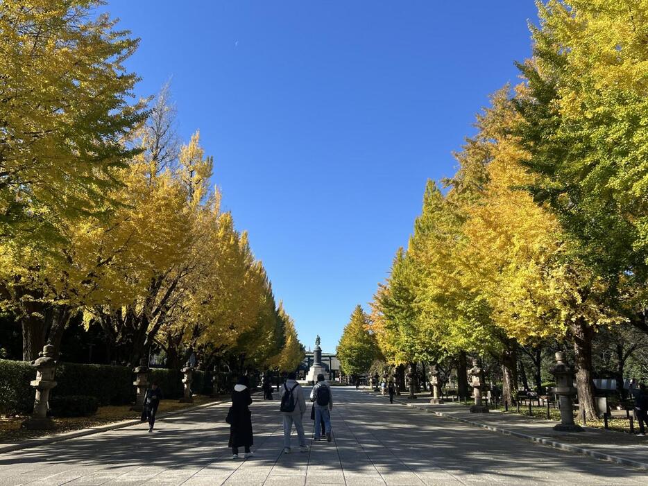 「靖国神社 イチョウ並木」黄葉の様子