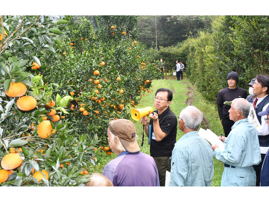 収量増に向けて専門家と生産者が情報共有したかんきつ類の現地検討会＝19日、鹿児島県奄美市住用町