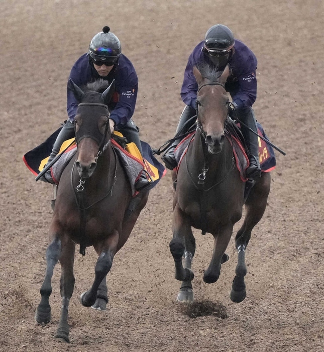 ウッドチップコース、併せ馬で追い切るレガレイラ（右）（撮影・郡司修）