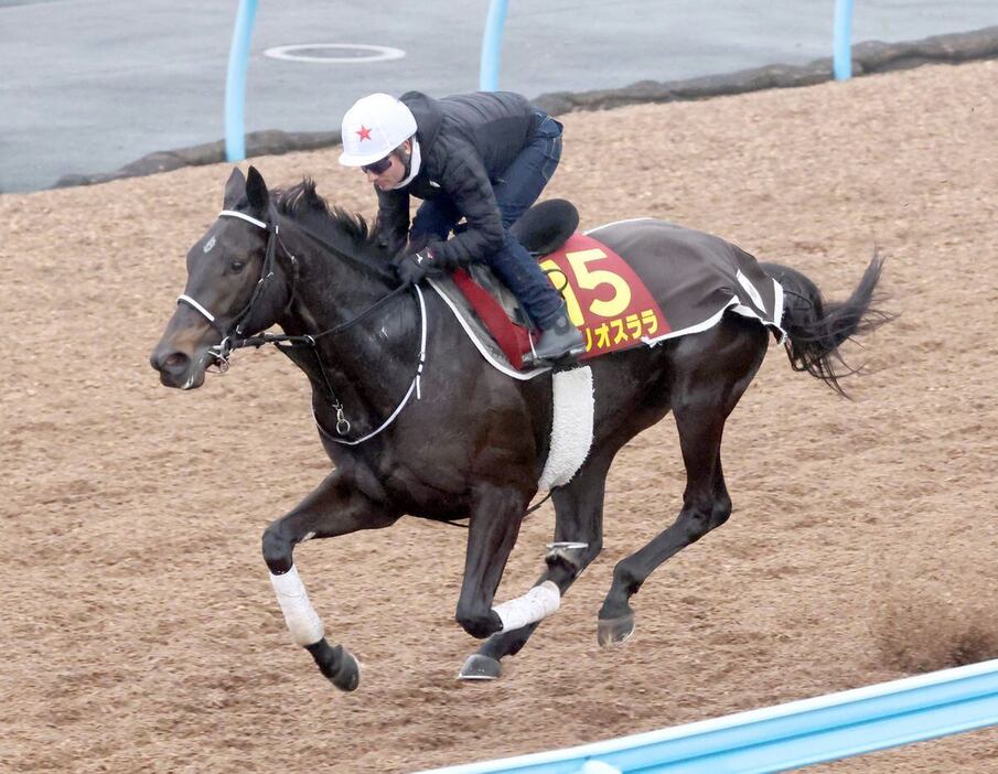 テリオスララ＝美浦トレセン（撮影・塩浦孝明）