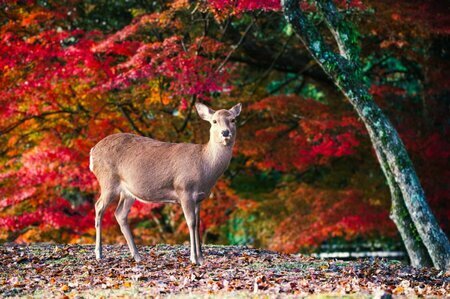 YOSHIAKI KATOU/shutterstock.com