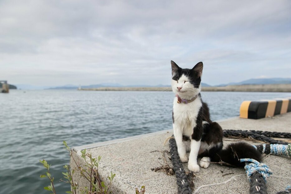 Canon　EOS－1D　X　Mark　Ⅲ・f5・1／1250秒・ISO200（撮影／猫写真家・沖昌之）