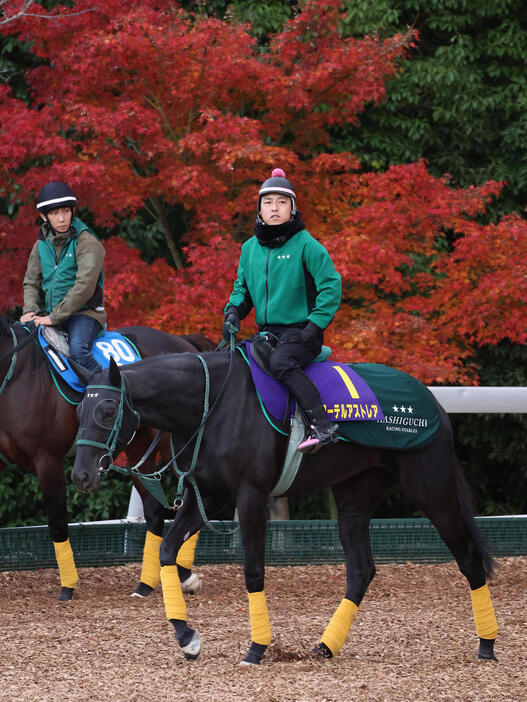 紅葉を背に運動するアーテルアストレア（撮影・白石智彦）