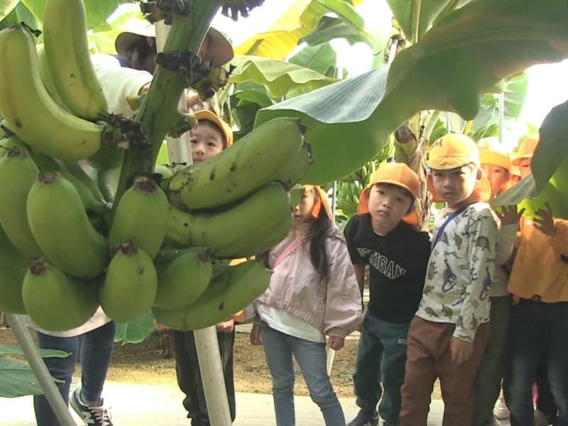 バナナ農園を見学する園児たち＝７日、山県市藤倉、ハレノヒハレバナナ