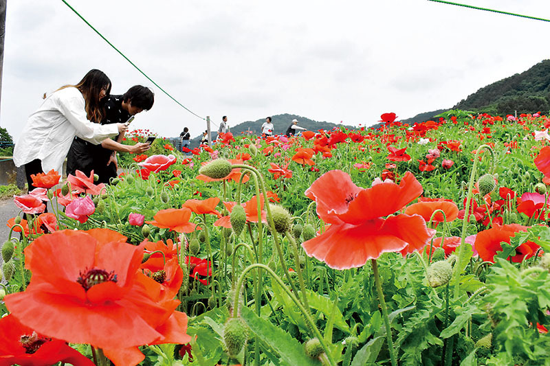 24年度の「天空のポピー」＝5月23日、県秩父高原牧場