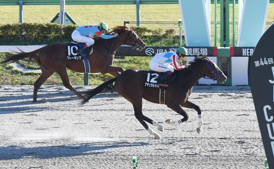 カトレアSを制しデビュー2連勝のナチュラルライズ＝23日、東京競馬場（撮影・菅原和彦）