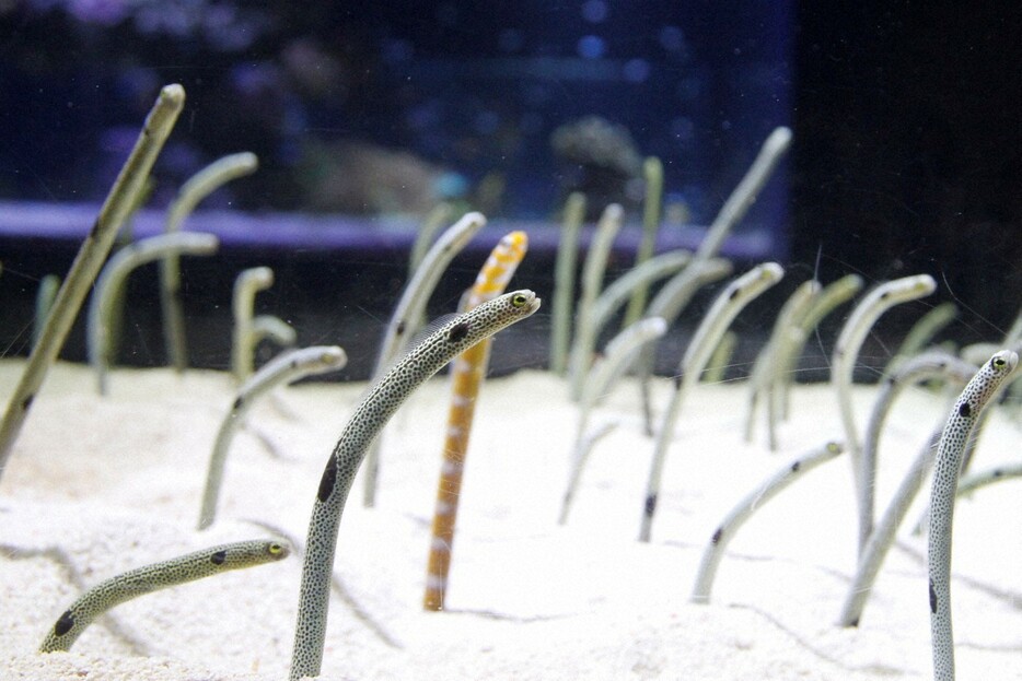 砂の中から体を伸ばすチンアナゴ＝東京都墨田区で（すみだ水族館提供）