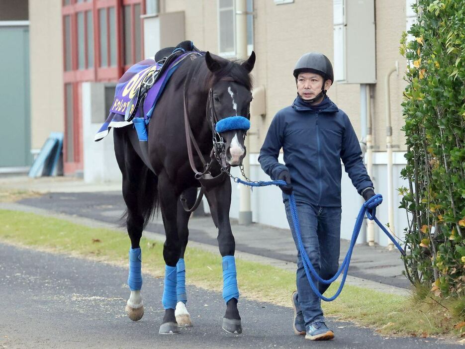 ドゥレッツァ＝美浦トレセン（撮影・塩浦孝明）