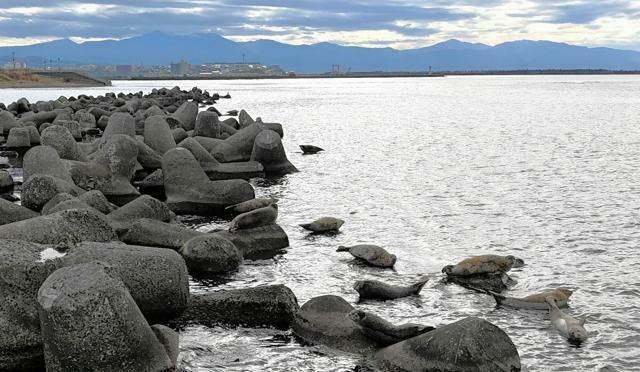 消波ブロックの上でくつろぐゴマフアザラシ=北海道留萌市、道添透さんがドローンで撮影