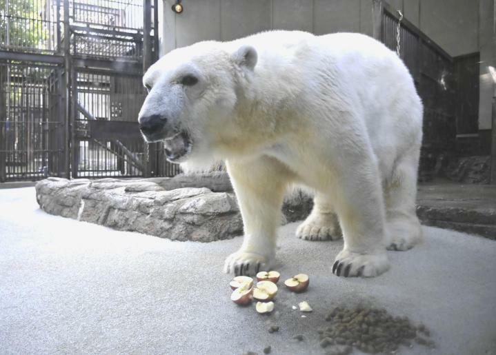 プレゼントされた初物の青森県産リンゴを食べるピース