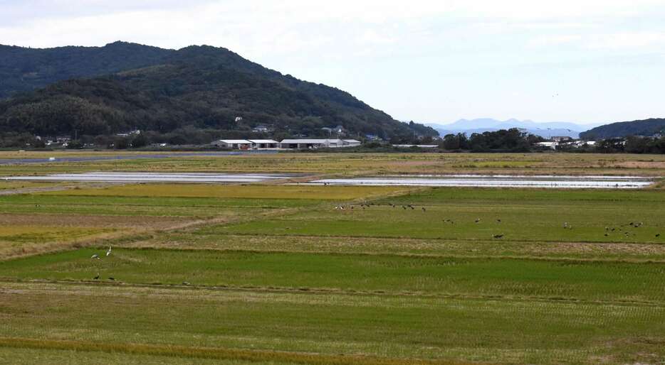 出水市荒崎地区の野鳥のねぐら＝８日午後、出水市荘