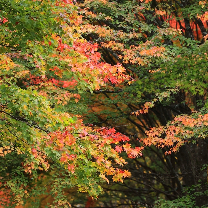 見頃を迎え始めた箕輪ダム湖周辺の紅葉＝5日午後4時10分、箕輪町東箕輪