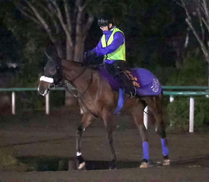 ステレンボッシュ＝美浦トレセン（撮影・塩浦孝明）