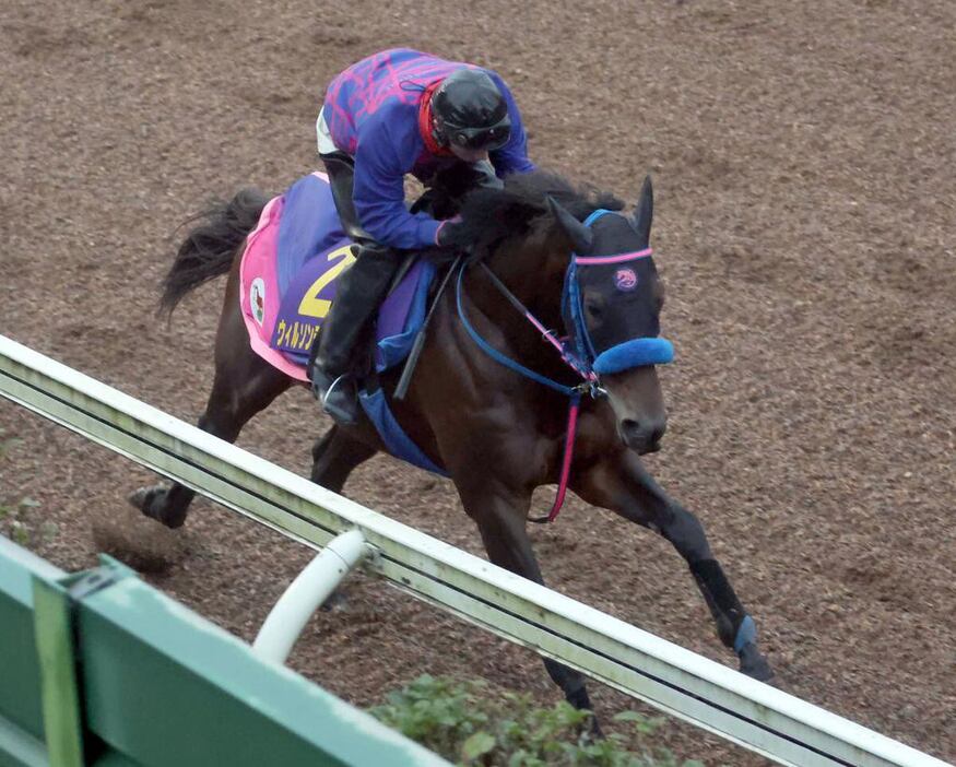 ウィルソンテソーロ＝美浦トレセン（撮影・塩浦孝明）