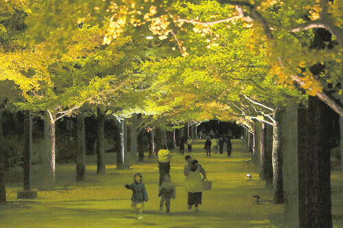 ライトアップされたイチョウ並木を歩く人たち（１日、福島市で）