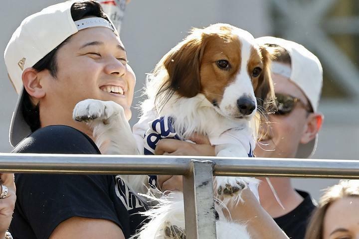 大谷のMVP受賞の瞬間、愛犬デコピンがまさかの逃走！(C) Getty Images