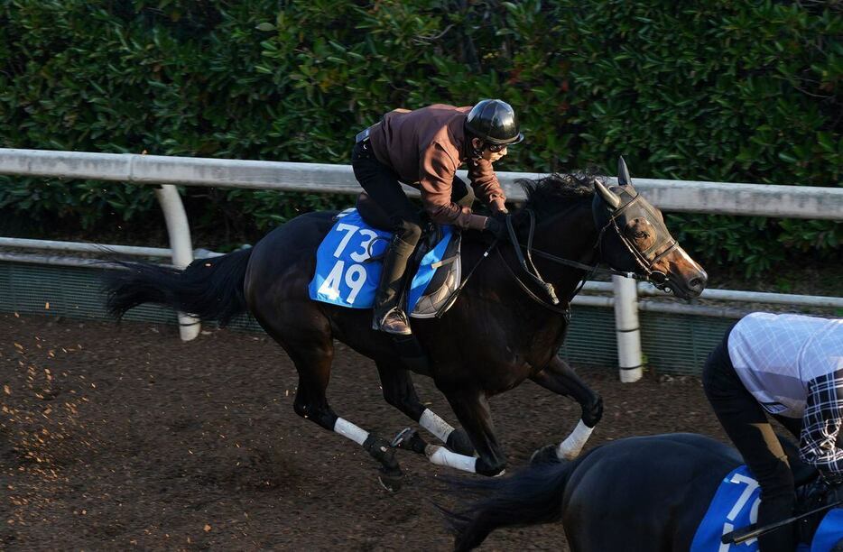 ダンディズム＝栗東トレセン（撮影・岩川晋也）