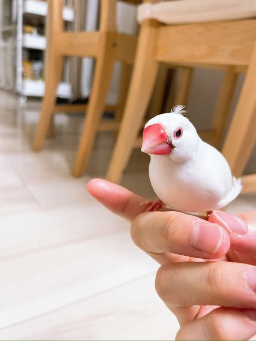 「たまに頭にピョコ毛を生やす、お茶目さんです」（提供：しろあすぱら🌾11歳文鳥さん）