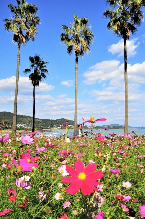 青空とヤシの木、海辺に映える南国のコスモス＝宮崎県日向市の「金ケ浜ビュー園地」で2024年11月6日午後1時2分、重春次男撮影