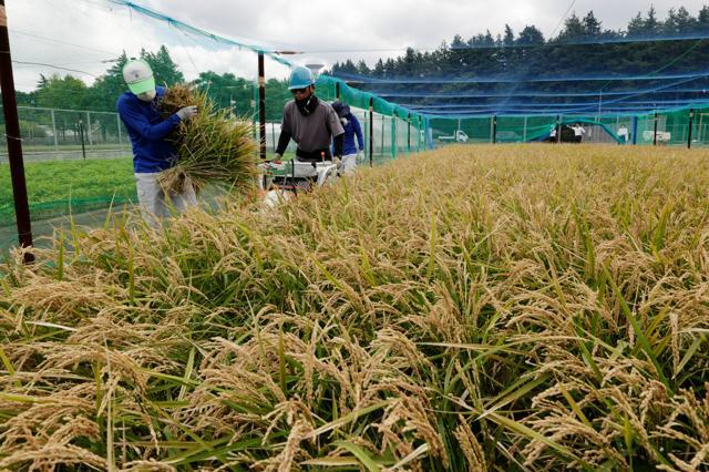 ネットで囲まれ隔離された環境で育ったスギ花粉米が収穫された=2024年9月5日午前9時47分、茨城県つくば市、小林正明撮影