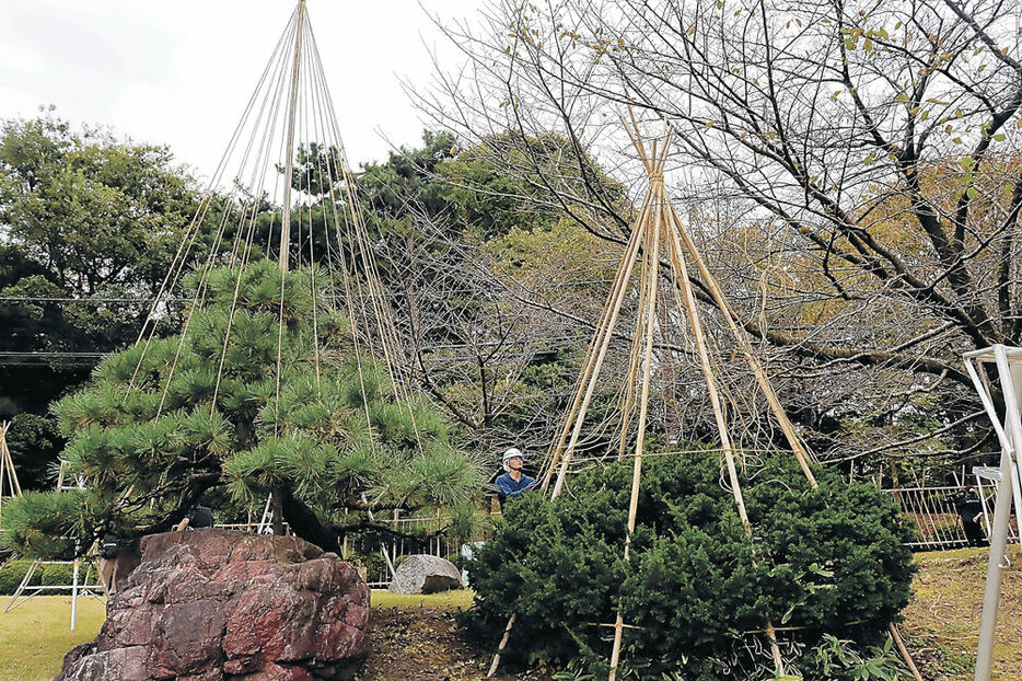 樹木に雪吊りを施す作業員＝高岡古城公園