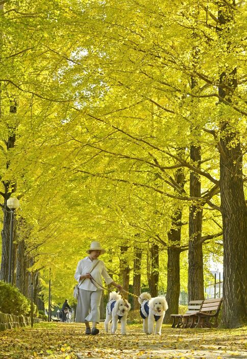 黄金色に輝くイチョウ並木＝12日午後１時35分、宇都宮市元今泉５丁目