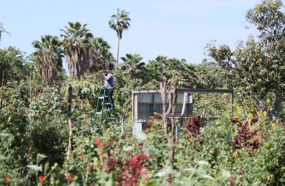 冬期も温暖なため年間通じて100種類以上の野菜、果実、ハーブを栽培