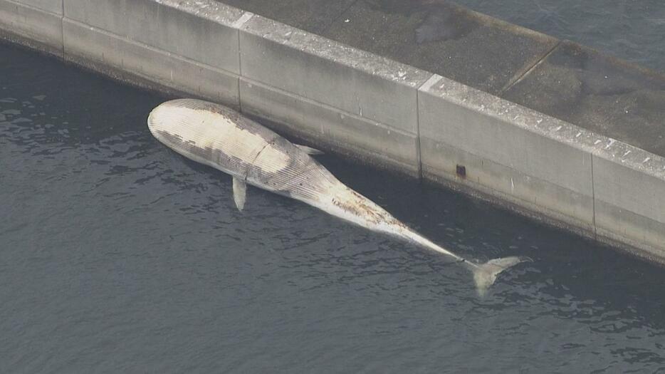 神戸沖で見つかったクジラの死がい（10月31日）