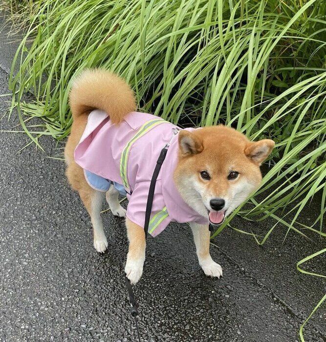 別の日の様子。大雨が降ったあとで散歩をするKちゃん