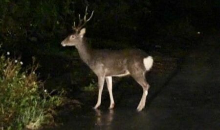 目撃された雄のシカ＝22日朝、沖縄県国頭村奥区(丸田裕介さん提供)